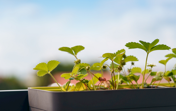 想要選擇高性?xún)r(jià)比的土壤養(yǎng)分檢測(cè)儀器？不妨看看這篇解析